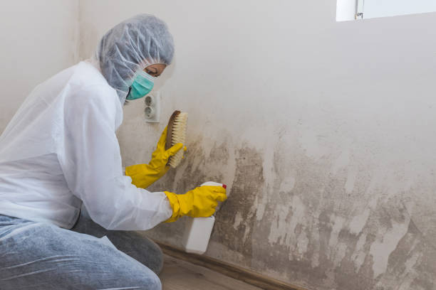 Home Mold Removal in Flushing, MI