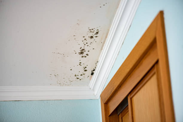 Professional Mold Removal in Flushing, MI