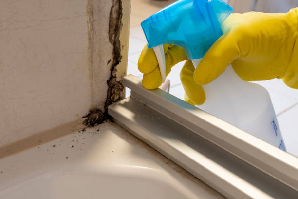 Best Mold Cleaning Services  in Flushing, MI