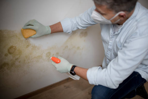 Best Toxic Mold Removal  in Flushing, MI