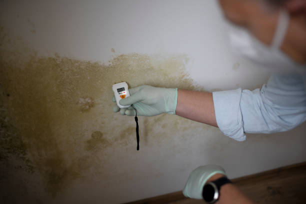 Best Attic Mold Removal  in Flushing, MI