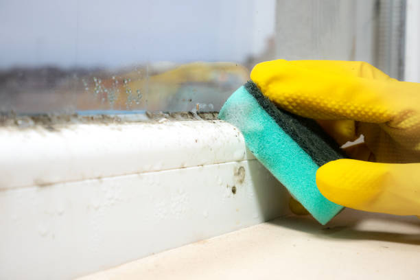 Best Local Mold Removal Service  in Flushing, MI