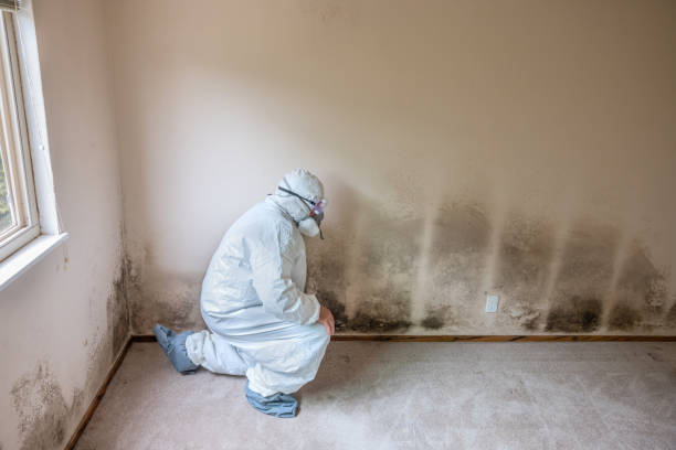 Mold Removal Process in Flushing, MI