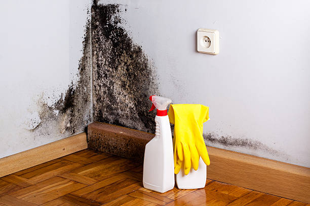 Best Fast Mold Removal  in Flushing, MI