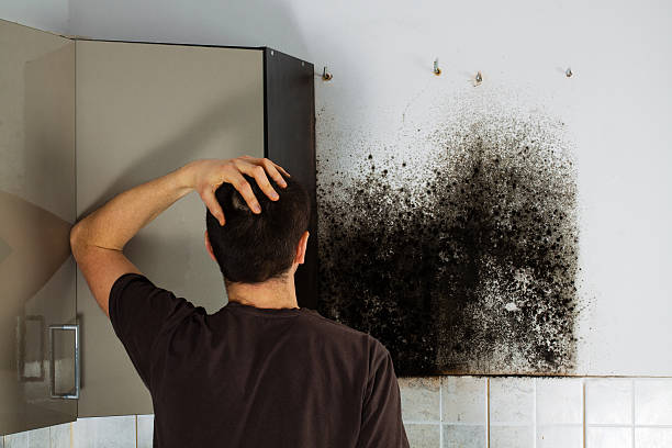 Best Home Mold Removal  in Flushing, MI