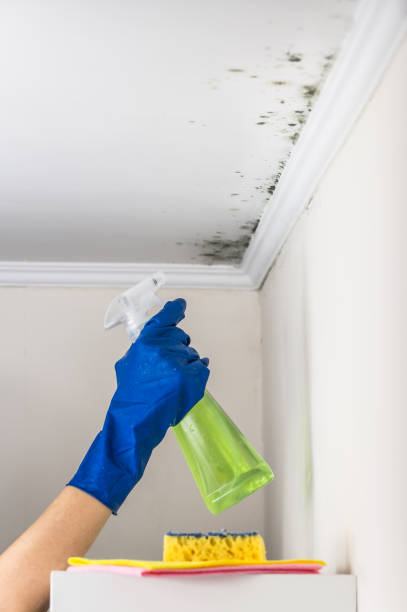 Best Water Damage Restoration  in Flushing, MI