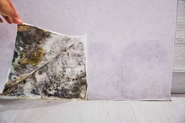 Best Mold Damage Repair  in Flushing, MI